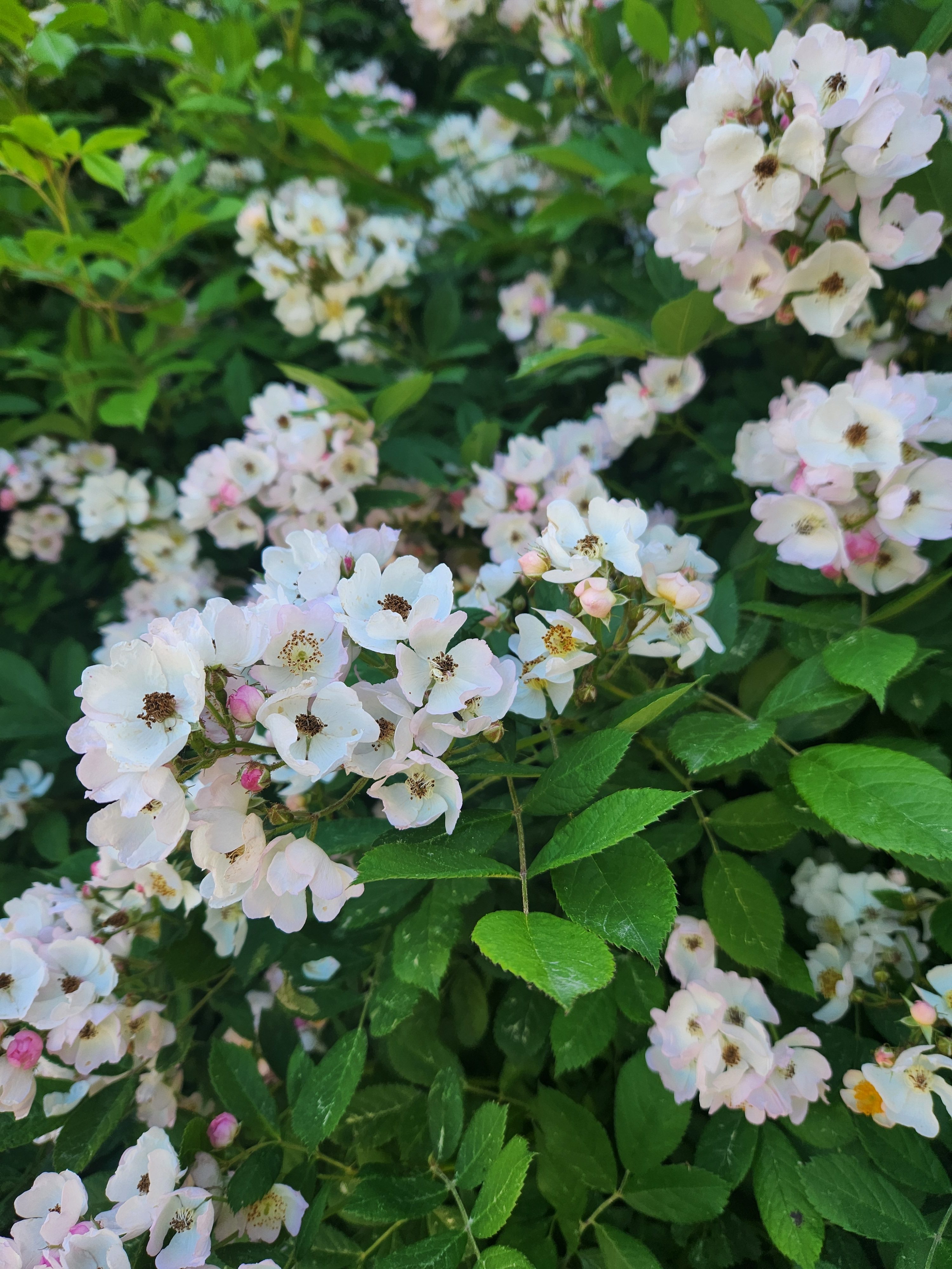 New England (Chapter 3)