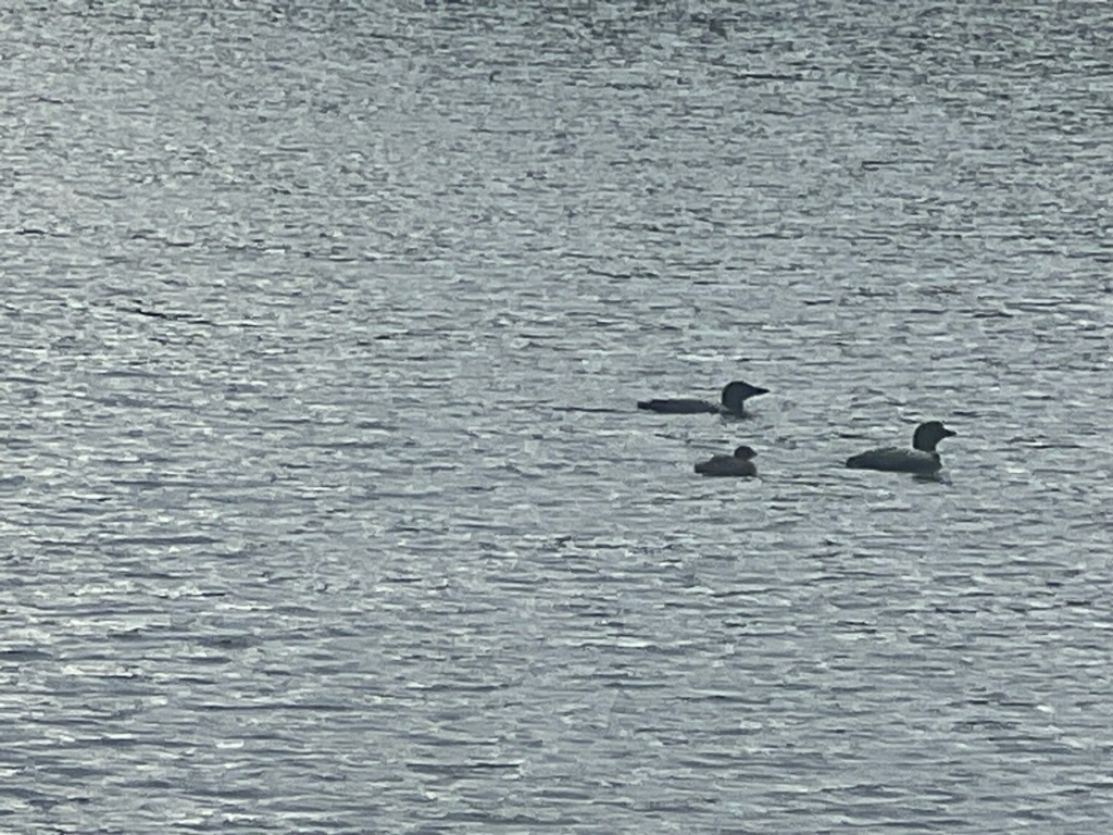 New England (Chapter 7)